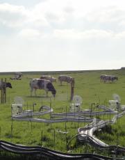 Vaches broutant près de l'appareil de mesure